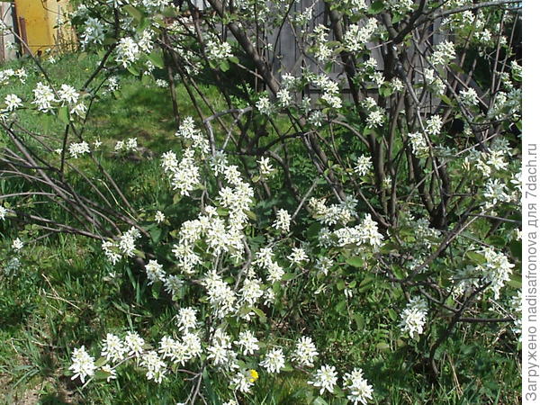 нижние ветки