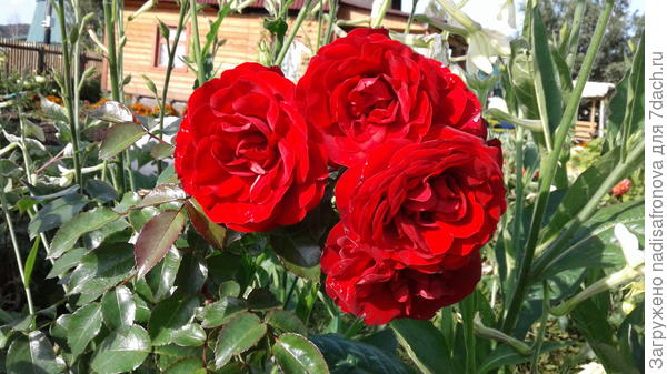 AMADEUS