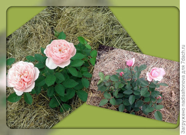 THE ALNWICK ROSE Austin (Англия)