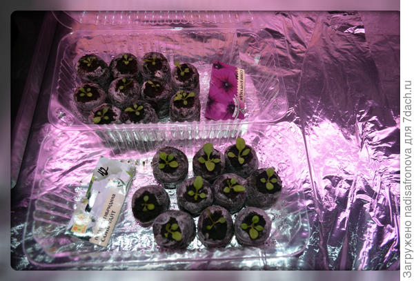 25.02.2017 через 15 дней после посева