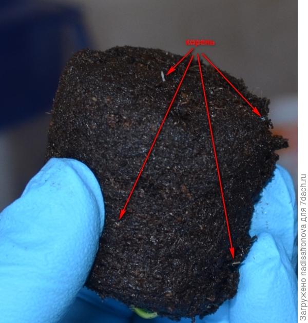 корешки у перчиков