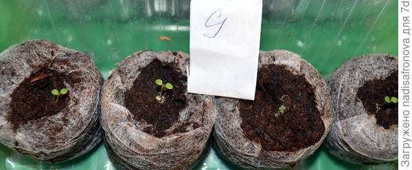 всходы 21.02.2018