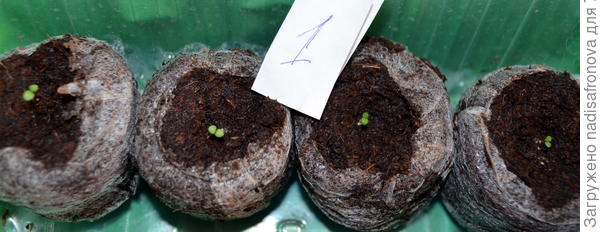 таблетка всходы 21.02.2018