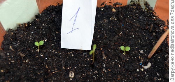 грунт всходы 21.02.2018