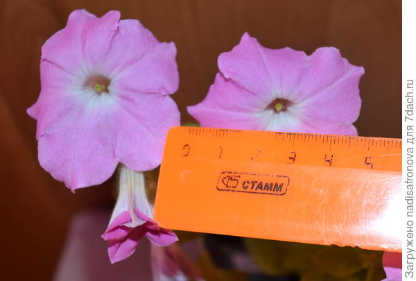 размер 4,5 см