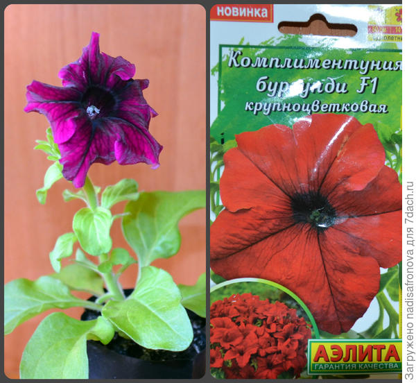 Комплиментуния Бургунди