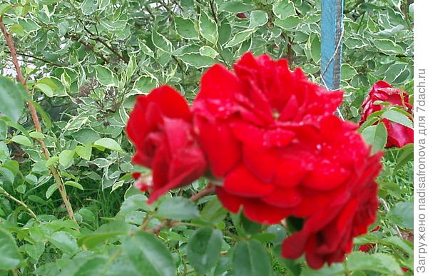 Амадеус