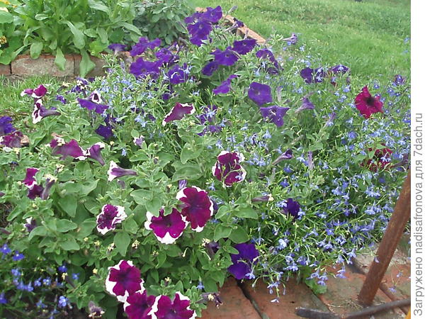 Анастасия в кампании комплиментунии синей и лобелии