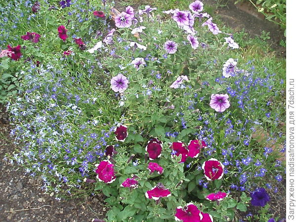 в кампании с Ольгой