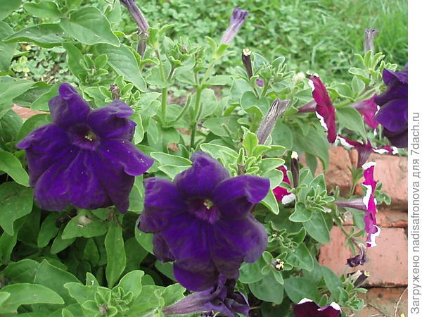 Комплиментунии бургунди и синяя