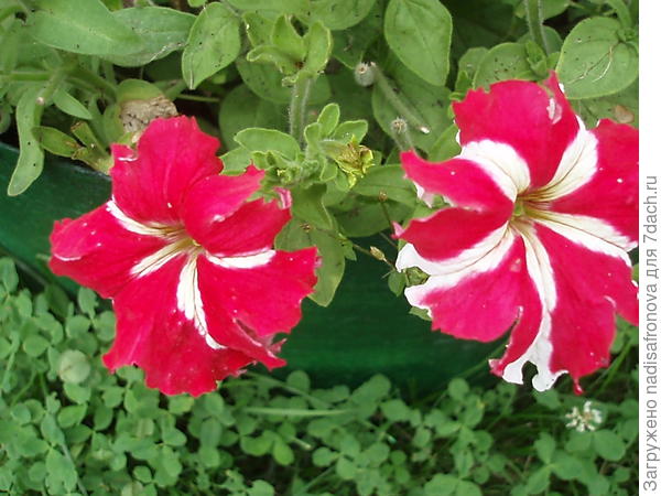 Комплиментуния красно-белая