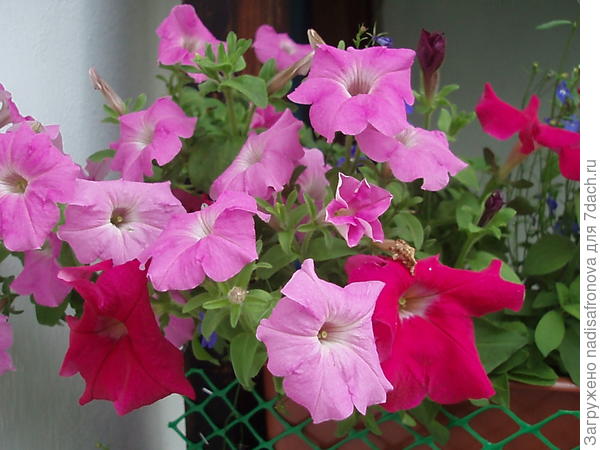 Марко Поло смесь