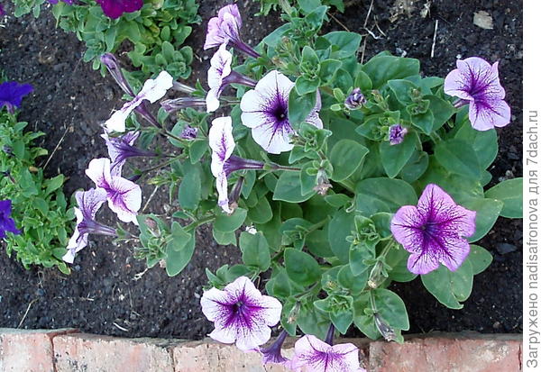 высадка в грунт