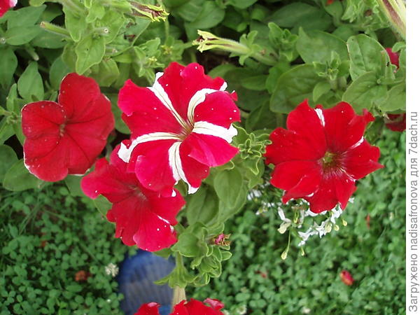 Комплиментуния красно-белая