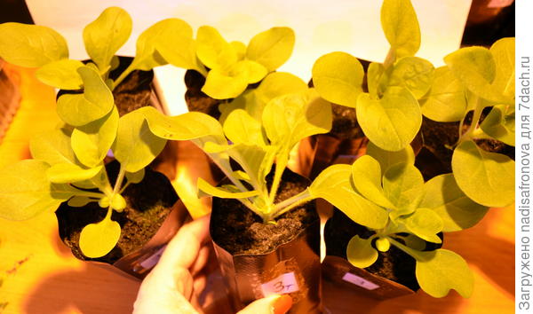 до прищипки