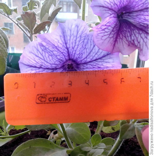 размер цветка