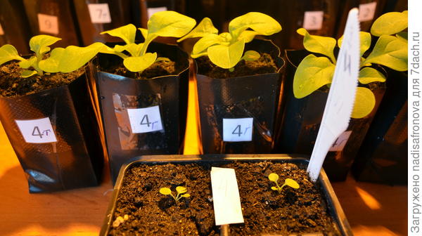 после пикировки 18 марта