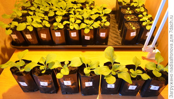 после пикировки 18 марта