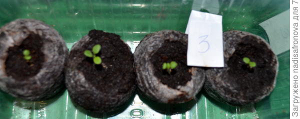 первые листочки