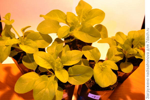 до прищипки