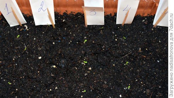 грунт всходы
