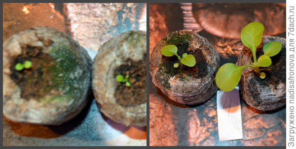 до пикировки