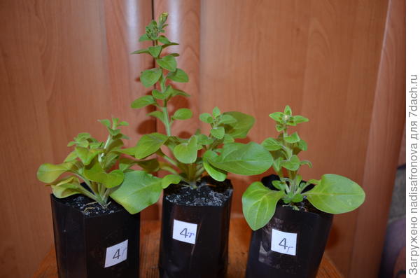 появление бутонов