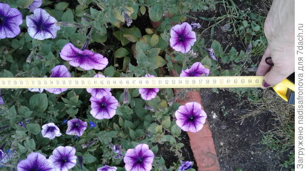 ширина куста