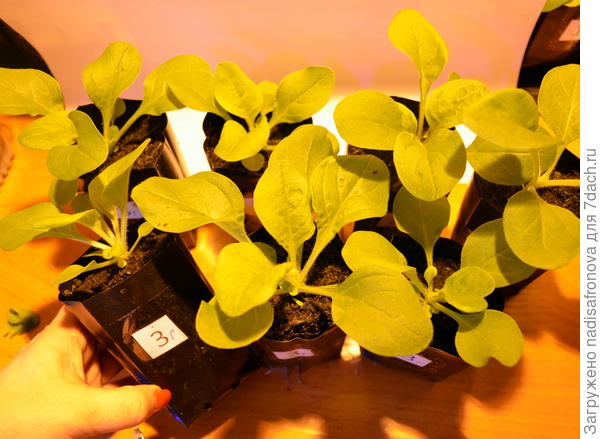 после прищипки