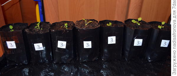 после пикировки