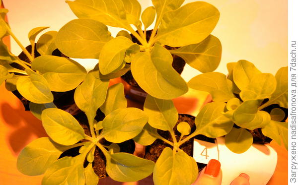 после прищипки