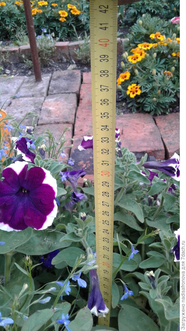 высота куста