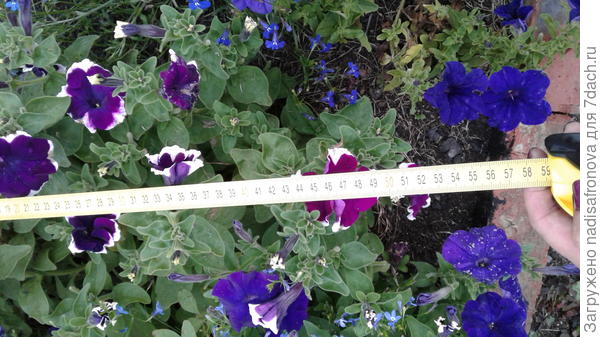 ширина куста