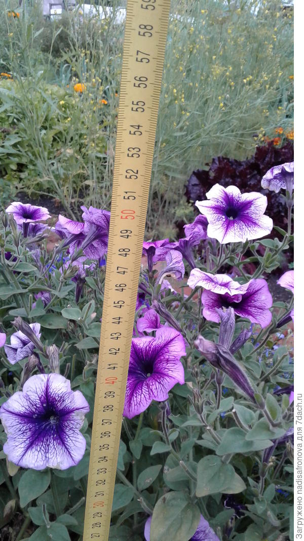 высота куста