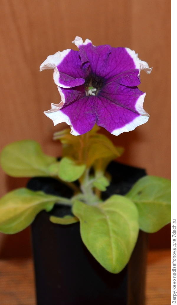 первый цветок 17 апреля