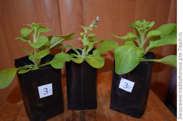 бутоны 14 апреля