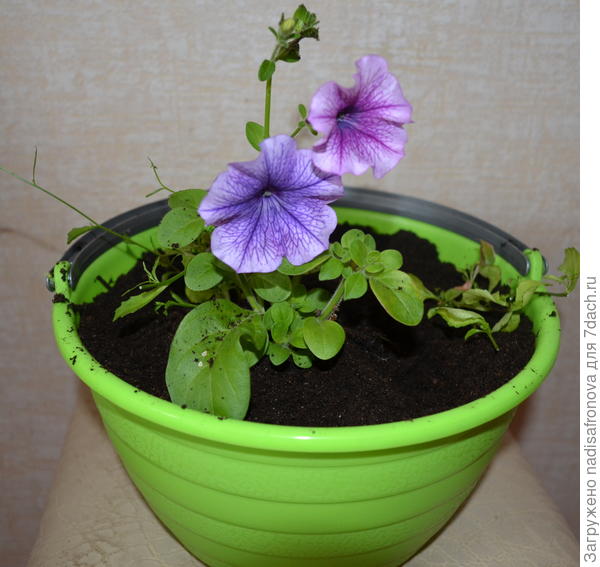 в кашпо 20 мая