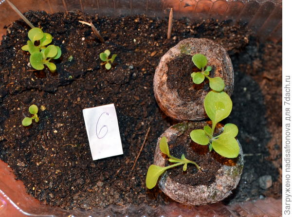 до пикировки