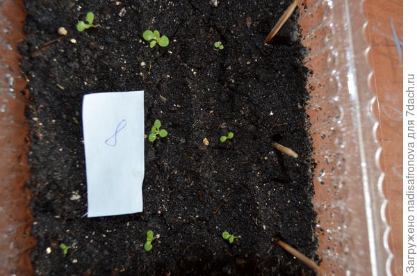 всходы в грунте