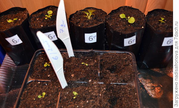 после пикировки