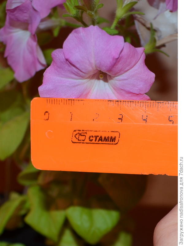 размер цветка светло-розового