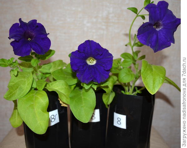 первые цветы 20 мая