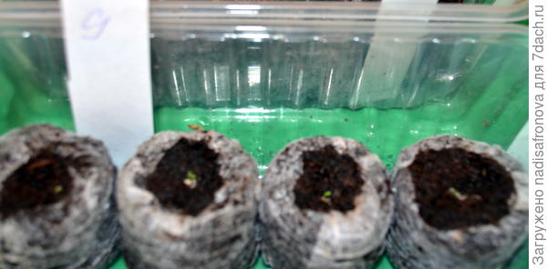 всходы таблетки 17.02