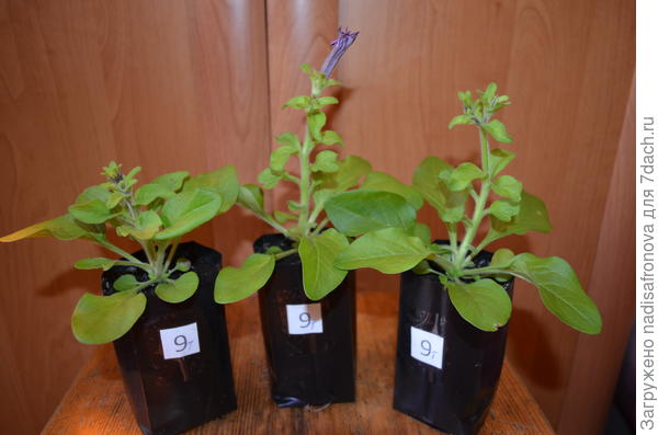 бутоны 14 апреля