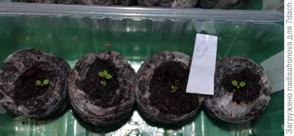 первые листочки