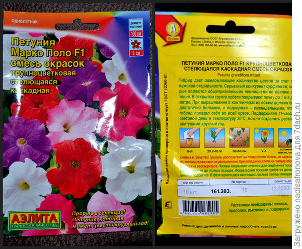 Петуния Марко Поло F1 смесь окрасок