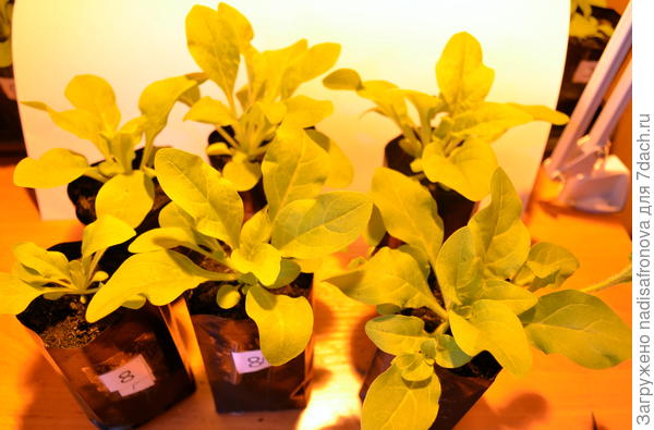 до прищипки