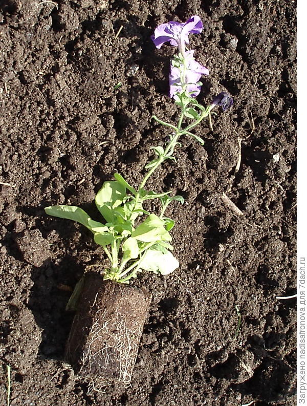 пересадка в грунт