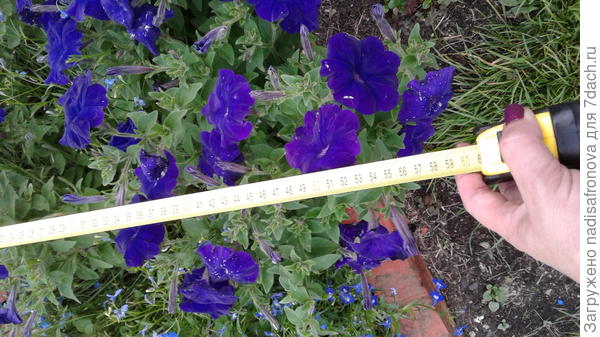 ширина куста