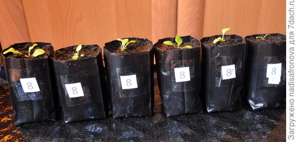 после пикировки 03.03